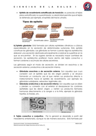 C I E N C I A S D E L A S A L U D I
Ciencias de la Salud I 5to Semestre Bachillerato MACR-CASC
Material exclusivo del Colegio Americano de San Carlos, S.C.
54
 Epitelio de revestimiento estratificado de transición, es parecido al tejido
plano estratificado no queratinizado; su elasticidad permite que el tejido
se distienda; por ejemplo, el epitelio del tracto urinario.
b) Epitelio glandular. Está formado por células epiteliales cilíndricas o cúbicas
especializadas en la secreción de determinadas sustancias. Este epitelio
constituye las glándulas. Las glándulas se forman cuando algunos epiteliocitos
elaboran una secreción destinada principalmente a lubricar la superficie en la
que se encuentran. En los lugares donde es necesaria mayor cantidad de
secreción, los epiteliocitos proliferan hacia dentro del tejido conectivo y
forman cordones o acúmulos de células secretoras.
Las glándulas según el modo de secreción, se dividen en exocrinas o de
secreción externa y endocrina o de secreción interna.
 Glándulas exocrinas o de secreción externa. Son aquellas que cuya
conexión con el epitelio que les dio origen persiste y se ahueca
formando un conducto, por el que vierten sus productos directa o
indirectamente hacia el epitelio de revestimiento, por ejemplo las
glándulas sudoríparas, sebacéas, lagrimales, etc.
 Glándulas endócrinas o de secreción interna. Son aquellas que se aíslan
y pierden su conexión con el exterior al desaparecer los cordones
epiteliales que les dieron origen, y vierten sus productos llamados
hormonas directamente a la sangre o a la linfa, ejemplo la glándula
hipófisis, la tiroides, etc.
2. Tejido conectivo o conjuntivo. Por lo general se desarrolla a partir del
mesodermo embrionario, aunque no de manera exclusiva. Está formado por
 