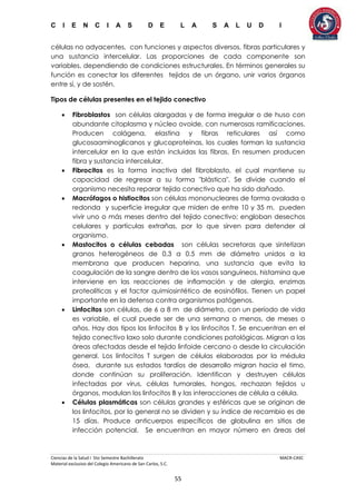 C I E N C I A S D E L A S A L U D I
Ciencias de la Salud I 5to Semestre Bachillerato MACR-CASC
Material exclusivo del Colegio Americano de San Carlos, S.C.
55
células no adyacentes, con funciones y aspectos diversos, fibras particulares y
una sustancia intercelular. Las proporciones de cada componente son
variables, dependiendo de condiciones estructurales. En términos generales su
función es conectar los diferentes tejidos de un órgano, unir varios órganos
entre sí, y de sostén.
Tipos de células presentes en el tejido conectivo
 Fibroblastos son células alargadas y de forma irregular o de huso con
abundante citoplasma y núcleo ovoide, con numerosas ramificaciones.
Producen colágena, elastina y fibras reticulares así como
glucosaaminoglicanos y glucoproteínas, los cuales forman la sustancia
intercelular en la que están incluidas las fibras. En resumen producen
fibra y sustancia intercelular.
 Fibrocitos es la forma inactiva del fibroblasto, el cual mantiene su
capacidad de regresar a su forma "blástica". Se divide cuando el
organismo necesita reparar tejido conectivo que ha sido dañado.
 Macrófagos o histiocitos son células mononucleares de forma ovalada o
redonda y superficie irregular que miden de entre 10 y 35 m, pueden
vivir uno o más meses dentro del tejido conectivo; engloban desechos
celulares y partículas extrañas, por lo que sirven para defender al
organismo.
 Mastocitos o células cebadas son células secretoras que sintetizan
granos heterogéneos de 0.3 a 0.5 mm de diámetro unidos a la
membrana que producen heparina, una sustancia que evita la
coagulación de la sangre dentro de los vasos sanguíneos, histamina que
interviene en las reacciones de inflamación y de alergia, enzimas
proteolíticas y el factor quimiosintético de eosinófilos. Tienen un papel
importante en la defensa contra organismos patógenos.
 Linfocitos son células, de 6 a 8 m de diámetro, con un período de vida
es variable, el cual puede ser de una semana o menos, de meses o
años. Hay dos tipos los linfocitos B y los linfocitos T. Se encuentran en el
tejido conectivo laxo solo durante condiciones patológicas. Migran a las
áreas afectadas desde el tejido linfoide cercano o desde la circulación
general. Los linfocitos T surgen de células elaboradas por la médula
ósea, durante sus estados tardíos de desarrollo migran hacia el timo,
donde continúan su proliferación. Identifican y destruyen células
infectadas por virus, células tumorales, hongos, rechazan tejidos u
órganos, modulan los linfocitos B y las interacciones de célula a célula.
 Células plasmáticas son células grandes y esféricas que se originan de
los linfocitos, por lo general no se dividen y su índice de recambio es de
15 días. Produce anticuerpos específicos de globulina en sitios de
infección potencial. Se encuentran en mayor número en áreas del
 