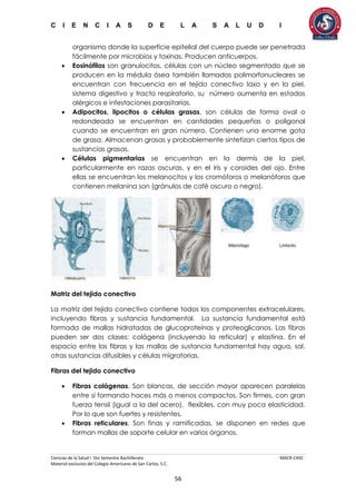 C I E N C I A S D E L A S A L U D I
Ciencias de la Salud I 5to Semestre Bachillerato MACR-CASC
Material exclusivo del Colegio Americano de San Carlos, S.C.
56
organismo donde la superficie epitelial del cuerpo puede ser penetrada
fácilmente por microbios y toxinas. Producen anticuerpos.
 Eosinófilos son granulocitos, células con un núcleo segmentado que se
producen en la médula ósea también llamadas polimorfonucleares se
encuentran con frecuencia en el tejido conectivo laxo y en la piel,
sistema digestivo y tracto respiratorio, su número aumenta en estados
alérgicos e infestaciones parasitarias.
 Adipocitos, lipocitos o células grasas, son células de forma oval o
redondeada se encuentran en cantidades pequeñas o poligonal
cuando se encuentran en gran número. Contienen una enorme gota
de grasa. Almacenan grasas y probablemente sintetizan ciertos tipos de
sustancias grasas.
 Células pigmentarias se encuentran en la dermis de la piel,
particularmente en razas oscuras, y en el iris y coroides del ojo. Entre
ellas se encuentran los melanocitos y los cromóforos o melanóforos que
contienen melanina son (gránulos de café oscuro o negro).
Matriz del tejido conectivo
La matriz del tejido conectivo contiene todos los componentes extracelulares,
incluyendo fibras y sustancia fundamental. La sustancia fundamental está
formada de mallas hidratadas de glucoproteínas y proteoglicanos. Las fibras
pueden ser dos clases: colágena (incluyendo la reticular) y elastina. En el
espacio entre las fibras y las mallas de sustancia fundamental hay agua, sal,
otras sustancias difusibles y células migratorias.
Fibras del tejido conectivo
 Fibras colágenas. Son blancas, de sección mayor aparecen paralelas
entre sí formando haces más o menos compactos. Son firmes, con gran
fuerza tensil (igual a la del acero), flexibles, con muy poca elasticidad.
Por lo que son fuertes y resistentes.
 Fibras reticulares. Son finas y ramificadas, se disponen en redes que
forman mallas de soporte celular en varios órganos.
 