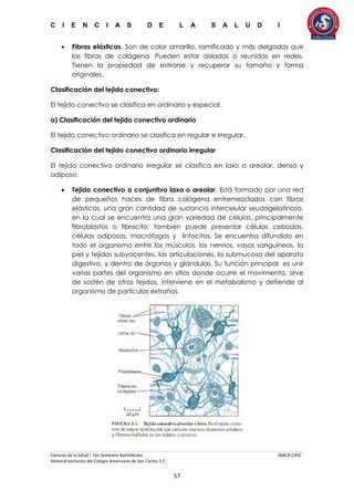 C I E N C I A S D E L A S A L U D I
Ciencias de la Salud I 5to Semestre Bachillerato MACR-CASC
Material exclusivo del Colegio Americano de San Carlos, S.C.
57
 Fibras elásticas. Son de color amarillo, ramificado y más delgadas que
las fibras de colágena. Pueden estar aisladas o reunidas en redes.
Tienen la propiedad de estirarse y recuperar su tamaño y forma
originales.
Clasificación del tejido conectivo:
El tejido conectivo se clasifica en ordinario y especial.
a) Clasificación del tejido conectivo ordinario
El tejido conectivo ordinario se clasifica en regular e irregular.
Clasificación del tejido conectivo ordinario irregular
El tejido conectivo ordinario irregular se clasifica en laxo o areolar, denso y
adiposo.
 Tejido conectivo o conjuntivo laxo o areolar. Está formado por una red
de pequeños haces de fibra colágena entremezclados con fibras
elásticas, una gran cantidad de sustancia intercelular seudogelatinosa,
en la cual se encuentra una gran variedad de células, principalmente
fibroblastos o fibrocito; también puede presentar células cebadas,
células adiposas, macrófagos y linfocitos. Se encuentra difundido en
todo el organismo entre los músculos, los nervios, vasos sanguíneos, la
piel y tejidos subyacentes, las articulaciones, la submucosa del aparato
digestivo, y dentro de órganos y glándulas. Su función principal es unir
varias partes del organismo en sitios donde ocurre el movimiento, sirve
de sostén de otros tejidos, interviene en el metabolismo y defiende al
organismo de partículas extrañas.
 