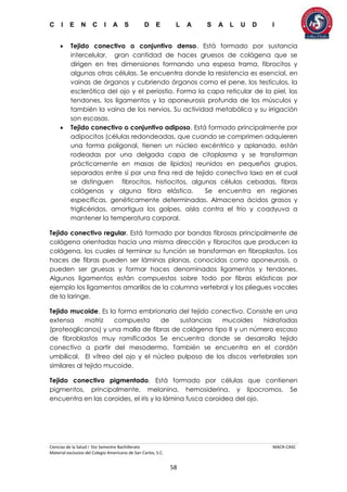 C I E N C I A S D E L A S A L U D I
Ciencias de la Salud I 5to Semestre Bachillerato MACR-CASC
Material exclusivo del Colegio Americano de San Carlos, S.C.
58
 Tejido conectivo o conjuntivo denso. Está formado por sustancia
intercelular, gran cantidad de haces gruesos de colágena que se
dirigen en tres dimensiones formando una espesa trama, fibrocitos y
algunas otras células. Se encuentra donde la resistencia es esencial, en
vainas de órganos y cubriendo órganos como el pene, los testículos, la
esclerótica del ojo y el periostio. Forma la capa reticular de la piel, los
tendones, los ligamentos y la aponeurosis profunda de los músculos y
también la vaina de los nervios. Su actividad metabólica y su irrigación
son escasas.
 Tejido conectivo o conjuntivo adiposo. Está formado principalmente por
adipocitos (células redondeadas, que cuando se comprimen adquieren
una forma poligonal, tienen un núcleo excéntrico y aplanado, están
rodeadas por una delgada capa de citoplasma y se transforman
prácticamente en masas de lípidos) reunidos en pequeños grupos,
separados entre sí por una fina red de tejido conectivo laxo en el cual
se distinguen fibrocitos, histiocitos, algunas células cebadas, fibras
colágenas y alguna fibra elástica. Se encuentra en regiones
específicas, genéticamente determinadas. Almacena ácidos grasos y
triglicéridos, amortigua los golpes, aísla contra el frío y coadyuva a
mantener la temperatura corporal.
Tejido conectivo regular. Está formado por bandas fibrosas principalmente de
colágena orientadas hacia una misma dirección y fibrocitos que producen la
colágena, los cuales al terminar su función se transforman en fibroplastos. Los
haces de fibras pueden ser láminas planas, conocidas como aponeurosis, o
pueden ser gruesas y formar haces denominados ligamentos y tendones.
Algunos ligamentos están compuestos sobre todo por fibras elásticas por
ejemplo los ligamentos amarillos de la columna vertebral y los pliegues vocales
de la laringe.
Tejido mucoide. Es la forma embrionaria del tejido conectivo. Consiste en una
extensa matriz compuesta de sustancias mucoides hidratadas
(proteoglicanos) y una malla de fibras de colágena tipo II y un número escaso
de fibroblastos muy ramificados Se encuentra donde se desarrolla tejido
conectivo a partir del mesodermo. También se encuentra en el cordón
umbilical. El vítreo del ojo y el núcleo pulposo de los discos vertebrales son
similares al tejido mucoide.
Tejido conectivo pigmentado. Está formado por células que contienen
pigmentos, principalmente, melanina, hemosiderina, y lipocromos. Se
encuentra en las coroides, el iris y la lámina fusca coroidea del ojo.
 