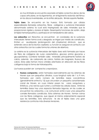 C I E N C I A S D E L A S A L U D I
Ciencias de la Salud I 5to Semestre Bachillerato MACR-CASC
Material exclusivo del Colegio Americano de San Carlos, S.C.
60
es muy limitada se encuentra asociado al tejido conectivo denso de las
capas articulares, en los ligamentos, en el ligamento redondo del fémur,
en los discos invertebrales, en la sínfisis del pubis. Brinda soporte flexible.
Tejido óseo. Se encuentra en los huesos. Está formado por células
especializadas llamadas osteocitos, fibras colágenas y sustancia intercelular
denominada osteína; la cual está impregnada de sales minerales que le
proporcionan rigidez y dureza al tejido. Desempeña funciones de sostén, aloja
el tejido hematopoyético y participa en el metabolismo del calcio.
Los osteocitos son fibrocitos; se encuentran en cavidades de la sustancia
intercelular; tienen forma oval y alargada; se irrigan por medio de canalículos.
Emiten un seudópodo (prolongación del citoplasma) diminuto que se
extiende cerca de los lechos capilares; su función es asegurar el contacto con
otros osteocitos con los cuales forma las uniones de abertura.
La osteína es la sustancia intercelular del tejido óseo está formada por haces
de fibra de colágena de curso característico, glucosa amino glucanos y
glucoproteínas. Contiene también sales minerales principalmente fosfato de
calcio, además de carbonato de calcio, fosfato de magnesio, fluoruro de
calcio. Estas sales forman micro cristales orientados en dirección de las fibras
colágenas bajo la forma de hidroxiapatita.
Los huesos pueden ser compactos y esponjosos.
 Huesos compactos, están formados esencialmente por los sistemas de
Havers que son pequeños cilindros, cuya longitud varía de 1 a 9 mm,
formados por cierto número de laminillas óseas concéntricas
(generalmente entre 8 y 15) que circundan un pequeño canal llamado
canal de Havers, en cuyo interior pasan los vasos sanguíneos y
linfáticos, y los nervios que nutren y controlan las células óseas. Entre las
laminillas óseas hay unos espacios llamados lagunas, en las cuales se
encuentran los osteocitos, y se comunican entre sí por unos pequeños
canales llamados canalículos. Estos sistemas de Havers forman vainas
con las fibras colágenas, que siguen el mismo ordenamiento espacial
que las laminillas. Esta estructura le da al tejido óseo una gran
resistencia contra las más diversas tensiones.
 