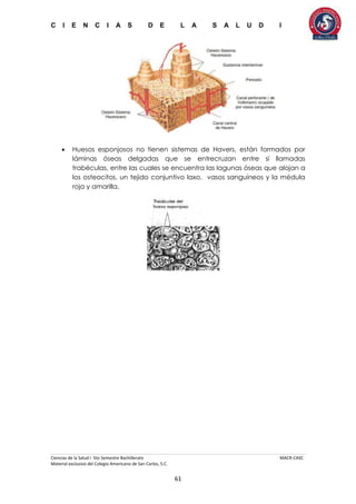 C I E N C I A S D E L A S A L U D I
Ciencias de la Salud I 5to Semestre Bachillerato MACR-CASC
Material exclusivo del Colegio Americano de San Carlos, S.C.
61
 Huesos esponjosos no tienen sistemas de Havers, están formados por
láminas óseas delgadas que se entrecruzan entre sí llamadas
trabéculas, entre las cuales se encuentra las lagunas óseas que alojan a
los osteocitos, un tejido conjuntivo laxo, vasos sanguíneos y la médula
roja y amarilla.
 