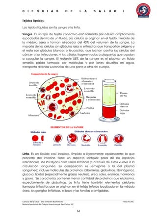 C I E N C I A S D E L A S A L U D I
Ciencias de la Salud I 5to Semestre Bachillerato MACR-CASC
Material exclusivo del Colegio Americano de San Carlos, S.C.
62
Tejidos líquidos
Los tejidos líquidos son la sangre y la linfa.
Sangre. Es un tipo de tejido conectivo está formado por células ampliamente
espaciadas dentro de un fluido. Las células se originan en el tejido mieloide de
la médula ósea y forman alrededor del 45% del volumen de la sangre. La
mayoría de las células son glóbulos rojos o eritrocitos que transportan oxígeno y
el resto son glóbulos blancos o leucocitos, que luchan contra las células del
cáncer o las infecciones, y las células fragmentadas o plaquetas que ayudan
a coagular la sangre. El restante 55% de la sangre es el plasma, un fluido
amarillo pálido formado por moléculas y por iones disueltos en agua,
transporta diversas sustancias de una parte a otra del cuerpo.
Linfa. Es un líquido casi incoloro, límpido o ligeramente opalescente; la que
procede del intestino tiene un aspecto lechoso; pasa de los espacios
intersticiales de los tejidos a los vasos linfáticos y, a través de estos vuelve a la
circulación sanguínea. Su composición es semejante a la del plasma
sanguíneo; incluye moléculas de proteínas (albuminas, globulinas, fibrinógeno),
glucosa, lípidos (especialmente grasas neutras), urea, sales, enzimas, hormonas
y gases. Se caracteriza por tener menor cantidad de proteínas que el plasma,
especialmente de globulinas. La linfa tiene también elementos celulares
llamados linfocitos que se originan en el tejido linfoide localizado en la médula
ósea, los ganglios linfáticos, el bazo y las tonsilas o amígdalas.
 