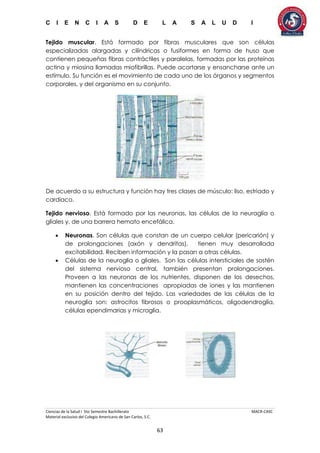 C I E N C I A S D E L A S A L U D I
Ciencias de la Salud I 5to Semestre Bachillerato MACR-CASC
Material exclusivo del Colegio Americano de San Carlos, S.C.
63
Tejido muscular. Está formado por fibras musculares que son células
especializadas alargadas y cilíndricas o fusiformes en forma de huso que
contienen pequeñas fibras contráctiles y paralelas, formadas por las proteínas
actina y miosina llamadas miofibrillas. Puede acortarse y ensancharse ante un
estímulo. Su función es el movimiento de cada uno de los órganos y segmentos
corporales, y del organismo en su conjunto.
De acuerdo a su estructura y función hay tres clases de músculo: liso, estriado y
cardiaco.
Tejido nervioso. Está formado por las neuronas, las células de la neuraglía o
glíales y, de una barrera hemato encefálica.
 Neuronas. Son células que constan de un cuerpo celular (pericarión) y
de prolongaciones (axón y dendritas), tienen muy desarrollada
excitabilidad. Reciben información y la pasan a otras células.
 Células de la neuroglia o gliales. Son las células intersticiales de sostén
del sistema nervioso central, también presentan prolongaciones.
Proveen a las neuronas de los nutrientes, disponen de los desechos,
mantienen las concentraciones apropiadas de iones y las mantienen
en su posición dentro del tejido. Las variedades de las células de la
neuroglia son: astrocitos fibrosos o prooplasmáticos, oligodendroglía,
células ependimarias y microglia.
 