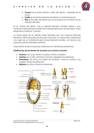 C I E N C I A S D E L A S A L U D I
Ciencias de la Salud I 5to Semestre Bachillerato MACR-CASC
Material exclusivo del Colegio Americano de San Carlos, S.C.
66
 Corona es la parte exterior y libre del diente, sobresale de la
encía.
 Cuello es la porción estrecha del diente al nivel de la encía.
 Raíz es la parte del diente que se encuentra en el interior de los
alvéolos dentales.
En el interior del diente hay un espacio llamado cavidad pulpar y unos
conductos denominados canales de la raíz del diente por donde pasan, vasos
sanguíneos y linfáticos, y nervios.
La mayor parte de los dientes están formados por una sustancia llamada
dentina o marfil, parecida al hueso pero más dura. La corona está cubierta por
una capa de un material de gran dureza llamado esmalte, y la raíz por una
capa de sustancia llamada cemento.
Cada diente se fija al hueso por medio de una membrana periodontal.
Clasificación de los dientes de acuerdo con su forma y función:
 Incisivos son ocho, tienen un borde, cortan y muerden.
 Caninos son cuatro, terminan en punta y desgarran los alimentos.
 Premolares son ocho, son piezas de transición entre los caninos y los
molares, trituran los alimentos.
 Molares son doce, trituran los alimentos.
 