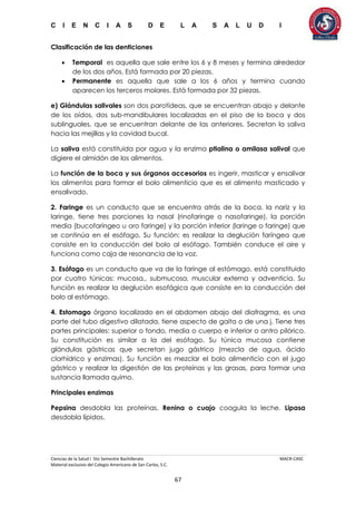 C I E N C I A S D E L A S A L U D I
Ciencias de la Salud I 5to Semestre Bachillerato MACR-CASC
Material exclusivo del Colegio Americano de San Carlos, S.C.
67
Clasificación de las denticiones
 Temporal es aquella que sale entre los 6 y 8 meses y termina alrededor
de los dos años. Está formada por 20 piezas.
 Permanente es aquella que sale a los 6 años y termina cuando
aparecen los terceros molares. Está formada por 32 piezas.
e) Glándulas salivales son dos parotídeas, que se encuentran abajo y delante
de los oídos, dos sub-mandibulares localizadas en el piso de la boca y dos
sublinguales, que se encuentran delante de las anteriores. Secretan la saliva
hacia las mejillas y la cavidad bucal.
La saliva está constituida por agua y la enzima ptialina o amilasa salival que
digiere el almidón de los alimentos.
La función de la boca y sus órganos accesorios es ingerir, masticar y ensalivar
los alimentos para formar el bolo alimenticio que es el alimento masticado y
ensalivado.
2. Faringe es un conducto que se encuentra atrás de la boca, la nariz y la
laringe, tiene tres porciones la nasal (rinofaringe o nasofaringe), la porción
media (bucofaríngeo u oro faringe) y la porción inferior (laringe o faringe) que
se continúa en el esófago. Su función: es realizar la deglución faríngea que
consiste en la conducción del bolo al esófago. También conduce el aire y
funciona como caja de resonancia de la voz.
3. Esófago es un conducto que va de la faringe al estómago, está constituido
por cuatro túnicas: mucosa,, submucosa, muscular externa y adventicia. Su
función es realizar la deglución esofágica que consiste en la conducción del
bolo al estómago.
4. Estomago órgano localizado en el abdomen abajo del diafragma, es una
parte del tubo digestivo dilatada, tiene aspecto de gaita o de una j. Tiene tres
partes principales: superior o fondo, media o cuerpo e inferior o antro pilórico.
Su constitución es similar a la del esófago. Su túnica mucosa contiene
glándulas gástricas que secretan jugo gástrico (mezcla de agua, ácido
clorhídrico y enzimas). Su función es mezclar el bolo alimenticio con el jugo
gástrico y realizar la digestión de las proteínas y las grasas, para formar una
sustancia llamada quimo.
Principales enzimas
Pepsina desdobla las proteínas. Renina o cuajo coagula la leche. Lipasa
desdobla lípidos.
 