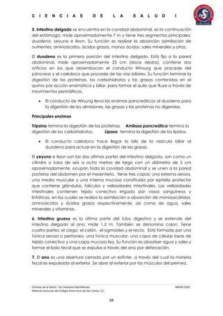 C I E N C I A S D E L A S A L U D I
Ciencias de la Salud I 5to Semestre Bachillerato MACR-CASC
Material exclusivo del Colegio Americano de San Carlos, S.C.
68
5. Intestino delgado se encuentra en la cavidad abdominal, es la continuación
del estómago, mide aproximadamente 7 m y tiene tres segmentos principales:
duodeno, yeyuno e íleon. Su función es realizar la absorción asimilación de
nutrientes: aminoácidos, ácidos grasos, monos ácidos, sales minerales y otros.
El duodeno es la primera porción del intestino delgado. Está fijo a la pared
abdominal, mide aproximadamente 25 cm (doce dedos), contiene dos
orificios en los que desembocan el conducto Winsurg que procede del
páncreas y el colédoco que procede de las vías biliares. Su función terminar la
digestión de las proteínas, los carbohidratos y las grasas contenidos en el
quimo por acción enzimática y biliar, para formar el quilo que fluye a través de
movimientos peristálticos.
 El conducto de Wirsung lleva las enzimas pancreáticas al duodeno para
la digestión de los almidones, las grasas y las proteínas no digeridas.
Principales enzimas
Tripsina termina la digestión de las proteínas. Amilasa pancreática termina la
digestión de los carbohidratos. Lipasa termina la digestión de los lípidos.
 El conducto colédoco hace llegar la bilis de la vesícula biliar al
duodeno para actuar en la digestión de las grasas.
El yeyuno e íleon son las dos últimas partes del intestino delgado, son como un
cilindro o tubo de seis a ocho metros de largo con un diámetro de 5 cm
aproximadamente, ocupan toda la cavidad abdominal y se unen a la pared
posterior del abdomen por el mesenterio, tiene tres capas: una externa serosa,
una media muscular y una interna mucosa constituida por epitelio protector
que contiene glándulas, folículos y vellosidades intestinales. Las vellosidades
intestinales contienen tejido conectivo irrigado por vasos sanguíneos y
linfáticos, en los cuales se realiza la asimilación o absorción de monosacáridos,
aminoácidos y ácidos grasos respectivamente, así como de agua, sales
minerales y vitaminas.
6. Intestino grueso es la última parte del tubo digestivo y se extiende del
intestino delgado al ano, mide 1.5 m. También se denomina colon. Tiene
cuatro partes: el ciego, el colón, el sigmoides y el recto. Está formado por una
túnica serosa o peritoneo, una túnica muscular, una capa de células laxas de
tejido conectivo y una capa mucosa lisa. Su función es absorber agua y sales y
formar el bolo fecal que se expulsa a través del ano por defecación.
7. El ano es una abertura cerrada por un esfínter, a través del cual la materia
fecal es expulsada al exterior. Se abre al exterior por los músculos del perineo.
 