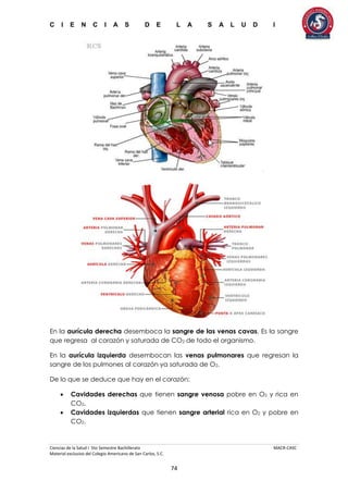C I E N C I A S D E L A S A L U D I
Ciencias de la Salud I 5to Semestre Bachillerato MACR-CASC
Material exclusivo del Colegio Americano de San Carlos, S.C.
74
En la aurícula derecha desemboca la sangre de las venas cavas. Es la sangre
que regresa al corazón y saturada de CO2 de todo el organismo.
En la aurícula izquierda desembocan las venas pulmonares que regresan la
sangre de los pulmones al corazón ya saturada de O2.
De lo que se deduce que hay en el corazón:
 Cavidades derechas que tienen sangre venosa pobre en O2 y rica en
CO2.
 Cavidades izquierdas que tienen sangre arterial rica en O2 y pobre en
CO2.
 