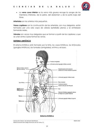 C I E N C I A S D E L A S A L U D I
Ciencias de la Salud I 5to Semestre Bachillerato MACR-CASC
Material exclusivo del Colegio Americano de San Carlos, S.C.
77
 La vena cava inferior es la vena más gruesa recoge la sangre de los
miembros inferiores, de la pelvis, del abdomen y de la parte baja del
tórax.
Arteriolas son las arterias más pequeñas.
Vasos capilares son la continuación de las arteriolas, son muy delgados, están
formados por una sola capa de células epiteliales planas y se entrelazan
formando redes.
Vénulas son venas muy delgadas que se forman a partir de los capilares y que
se unen entre sí para formar las venas.
SISTEMA LINFÁTICO
El sistema linfático está formado por la linfa, los vasos linfáticos, los linfonodos
(ganglios linfáticos), las tonisalas (amígdalas), el timo y el bazo.
Sistema linfático
 
