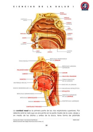 C I E N C I A S D E L A S A L U D I
Ciencias de la Salud I 5to Semestre Bachillerato MACR-CASC
Material exclusivo del Colegio Americano de San Carlos, S.C.
80
La cavidad nasal es la primera parte de las vías respiratorias superiores. Por
delante está la nariz que se encuentra en la parte media de la cara, abajo y
en medio de las órbitas y arriba de la boca, tiene forma de pirámide
 