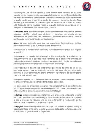 C I E N C I A S D E L A S A L U D I
Ciencias de la Salud I 5to Semestre Bachillerato MACR-CASC
Material exclusivo del Colegio Americano de San Carlos, S.C.
81
cuadrangular, de vértice superior y base inferior, está formada en su parte
superior por los huesos nasales y en su parte inferior por los cartílagos de las alas
nasales y está cubierta por la piel en su exterior. La cavidad nasal se divide en
su parte media por el vómer a modo de tabique; formando las dos fosas
nasales que se comunican al exterior por las ventanas de la nariz, su interior
está tapizado por la mucosa nasal, y la parte posterior desemboca en la
faringe a través de dos orificios llamados cotanas.
La mucosa nasal está formada por células que tienen en la superficie externa
pestañas vibrátiles (cilios) que detienen y expulsan por medio de sus
movimientos los polvos del aire atmosférico, secretan moco y en su seno se
ramifican las terminaciones del nervio olfatorio.
Moco es una sustancia que por sus caracteres físico-químicos adhiere
partículas extrañas, y da humedad al aire atmosférico.
La función de la nariz es filtrar, calentar y humedecer el aire previo a su llegada
al pulmón.
La faringe es un conducto común a los sistemas digestivo y respiratorio, se
encuentra detrás de la cavidad nasal y al fondo de la boca, está formado por
varios músculos que intervienen en los movimientos de la deglución, así como
para dejar pasar el aire propio de la respiración a la laringe.
La cavidad bucal desemboca en la faringe por medio del istmo de las fauces
que está formado por un conjunto de músculos que integran el paladar
blando y la úvula por arriba, los pilares anteriores y posteriores de las amígdalas
y las amígdalas a los lados.
En la parte superior de la faringe al nivel de la desembocadura de las coanas
se encuentran las vegetaciones adenoideas o adenoides.
Los adenoides, las amígdalas o anginas y la amígdala lingual, están formados
por un tejido linfático cuya función es de oponer una barrera a las infecciones.
Este conjunto se denomina anillo linfático de Walldeyer.
La laringe es la continuación de la faringe y se encuentra en la parte superior
del cuello, está formada por cartílagos. Tiene una doble función la de dar paso
al aire y proteger la tráquea; y la de dar la fonación o modulación de los
sonidos. Tiene dos partes: la epiglotis y la glotis.
La epiglotis es un cartílago en forma de hoja, con su vértice superior libre y su
base implantada en la parte superior y anterior de la glotis. Su función es cerrar
la entrada a la glotis durante la deglución.
 