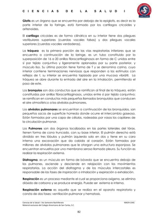 C I E N C I A S D E L A S A L U D I
Ciencias de la Salud I 5to Semestre Bachillerato MACR-CASC
Material exclusivo del Colegio Americano de San Carlos, S.C.
82
Glotis es un órgano que se encuentra por debajo de la epiglotis, es decir es la
parte interior de la faringe, está formado por los cartílagos cricoides y
aritenoides.
El cartílago cricoides es de forma cilíndrica en su interior tiene dos pliegues
vestibulares superiores (cuerdas vocales falsas) y dos pliegues vocales
superiores (cuerdas vocales verdaderas).
La tráquea es la primera porción de las vías respiratorias inferiores que se
encuentra a continuación de la laringe, es un tubo constituido por la
superposición de 16 a 20 anillos fibrocartilaginosos en forma de C unidos entre
sí por tejido conjuntivo y ligeramente aplanados por su parte posterior, y
músculo liso. Su última porción tiene forma de T y se denomina carina, cuyo
interior contiene terminaciones nerviosas que responden a los estímulos con
reflejos de t, su interior se encuentra tapizado por una mucosa vibrátil. La
tráquea se abre durante la entrada del aire en la inhalación, permitiendo el
paso de este.
Los bronquios son dos conductos que se ramifican al final de la tráquea, están
constituidos por anillos fibrocartilaginosos, unidos entre sí por tejido conjuntivo;
se ramifican en conductos más pequeños llamados bronquiolos que conducen
el aire atmosférico a los alvéolos pulmonares.
Los alvéolos pulmonares se encuentran a continuación de los bronquiolos, son
pequeños sacos de superficie húmeda donde ocurre el intercambio gaseoso.
Están formados por una capa de células, rodeadas por vasos los capilares de
la circulación pulmonar.
Los Pulmones son dos órganos localizados en las partes laterales del tórax,
tienen forma de cono truncado, con su base inferior. El pulmón derecho está
dividido en tres lóbulos y pulmón izquierdo solo en dos y tiene en su cara
interna una excavación que da cabida al corazón. Están formados por
millones de alvéolos pulmonares que le otorgan una estructura esponjosa. Se
encuentran envueltos por una membrana serosa llamada pleura. Su función es
realizar la respiración externa.
Diafragma, es un músculo en forma de bóveda que se encuentra debajo de
los pulmones, asciende y desciende en relajación con los movimientos
respiratorios. La acción del diafragma y de los músculos intercostales es
responsable de las fases de inspiración o inhalación y expiración o exhalación.
Respiración es un proceso mediante el cual se proporciona oxígeno, se elimina
dióxido de carbono y se produce energía. Puede ser externa e interna.
Respiración externa es aquella que se realiza en el aparato respiratorio y
consta de dos fases: ventilación pulmonar y hematosis.
 