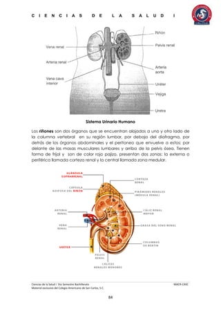 C I E N C I A S D E L A S A L U D I
Ciencias de la Salud I 5to Semestre Bachillerato MACR-CASC
Material exclusivo del Colegio Americano de San Carlos, S.C.
84
Sistema Urinario Humano
Los riñones son dos órganos que se encuentran alojados a uno y otro lado de
la columna vertebral en su región lumbar, por debajo del diafragma, por
detrás de los órganos abdominales y el peritoneo que envuelve a estos; por
delante de las masas musculares lumbares y arriba de la pelvis ósea. Tienen
forma de frijol y son de color rojo pajizo, presentan dos zonas: la externa o
periférica llamada corteza renal y la central llamada zona medular.
 