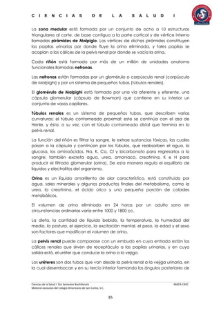 C I E N C I A S D E L A S A L U D I
Ciencias de la Salud I 5to Semestre Bachillerato MACR-CASC
Material exclusivo del Colegio Americano de San Carlos, S.C.
85
La zona medular está formada por un conjunto de ocho a 10 estructuras
triangulares al corte, de base contigua a la parte cortical y de vértice interno
llamadas pirámides de Malpigio. Los vértices de dichas pirámides constituyen
las papilas urinarias por donde fluye la orina eliminada, y tales papilas se
acoplan a los cálices de la pelvis renal por donde se vacía la orina.
Cada riñón está formado por más de un millón de unidades anatomo
funcionales llamadas nefronas.
Las nefronas están formadas por un glomérulo o corpúsculo renal (corpúsculo
de Malpighi) y por un sistema de pequeños tubos (túbulos renales).
El glomérulo de Malpighi está formado por una vía aferente y eferente, una
cápsula glomerular (cápsula de Bowman) que contiene en su interior un
conjunto de vasos capilares.
Túbulos renales es un sistema de pequeños tubos, que describen varias
curvaturas: el túbulo contorneado proximal; este se continúa con el asa de
Henle, y ésta, a su vez, con el túbulo contorneado distal que termina en la
pelvis renal.
La función del riñón es filtrar la sangre, le extrae sustancias tóxicas, las cuales
pasan a la cápsula y continúan por los túbulos, que reabsorben el agua, la
glucosa, los aminoácidos, Na, K, Ca, Cl y bicarbonato para regresarlos a la
sangre; también excreta agua, urea, amoniaco, creatinina, K e H para
producir el filtrado glomerular (orina). De esta manera regula el equilibrio de
líquidos y electrolitos del organismo.
Orina es un líquido amarillento de olor característico, está constituida por
agua, sales minerales y algunos productos finales del metabolismo, como la
urea, la creatinina, el ácido úrico y una pequeña porción de coloides
metabólicos.
El volumen de orina eliminado en 24 horas por un adulto sano en
circunstancias ordinarias varía entre 1000 y 1800 cc.
La dieta, la cantidad de líquido bebido, la temperatura, la humedad del
medio, la postura, el ejercicio, la excitación mental, el peso, la edad y el sexo
son factores que modifican el volumen de orina.
La pelvis renal puede comparase con un embudo en cuya entrada están los
cálices renales que sirven de receptáculo a las papilas urinarias, y en cuya
salida está, el uréter que conduce la orina a la vejiga.
Los uréteres son dos tubos que van desde la pelvis renal a la vejiga urinaria, en
la cual desembocan y en su tercio interior formando los ángulos posteriores de
 