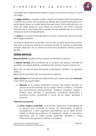 C I E N C I A S D E L A S A L U D I
Ciencias de la Salud I 5to Semestre Bachillerato MACR-CASC
Material exclusivo del Colegio Americano de San Carlos, S.C.
86
una región de la vejiga llamada trígono vesical. Su función es conducir la orina
a la vejiga.
La vejiga urinaria es un globo o bolsa, alojado en la parte inferior del abdomen
y superior de la pelvis. Se encuentra por debajo de la cavidad peritoneal. En su
parte inferior tienen un cordón fibroso llamado uraco. Está constituida por una
capa de tejido seroso en cuyo interior se encuentra una túnica muscular
revestida por su cara interior de un epitelio mucoso estratificado. Su función es
almacenar la orina temporalmente.
La uretra es el conducto final del sistema urinario, a través del cual la orina sale
de la vejiga al exterior.
La uretra es diferente en el hombre y en la mujer. La uretra femenina es corta y
casi recta y es exclusivamente un conducto urinario. En cambio en el hombre
es larga y flexuosa y es un conducto común para el aparato urinario y para el
genital.
SISTEMA NERVIOSO
Neuroanatomía estudia la forma y estructura del sistema nervioso.
El sistema nervioso está constituido de un conjunto de órganos centrales (el
encéfalo y la médula espinal) y periféricos (los nervios). Cuyas funciones son:
a) la vida de relación (que presupone la percepción sensitiva y la respuesta
motriz), y
b) el control automático del funcionamiento orgánico.
Tejido nervioso está formado por básicamente por células nerviosas (neuronas)
y por células de soporte (glía).
 Neurona es la unidad anatómico funcional del sistema nervioso. Su
función es recibir estímulos de los medios interno y externo, y transmitir
(por prominencias electroquímicas), modificar coordinar, integrar y
traducir estos estímulos a experiencias conscientes significativas o
actividad motora coordinada a través de los tejidos glandular y
muscular.
Partes de una neurona
a) Soma, cuerpo o pericarión es la porción voluminosa y redondeada de
la neurona que contienen al núcleo, las mitocondrias, el retículo
endoplásmico y otros organelos característicos de la célula animal.
Realiza la síntesis de proteínas y la respiración celular. La membrana
plasmática que la rodea puede desarrollar dendritas y recibir
información que genera un estímulo y lo registra.
 