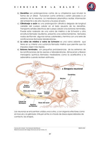 C I E N C I A S D E L A S A L U D I
Ciencias de la Salud I 5to Semestre Bachillerato MACR-CASC
Material exclusivo del Colegio Americano de San Carlos, S.C.
87
b) Dendritas son prolongaciones cortas de su citoplasma que simulan la
forma de un árbol. Funcionan como antenas y están ubicadas a un
extremo de la neurona. La membrana plasmática recibe información
del ambiente o de otra neurona y la pasa al axón.
c) Cilindroeje o axón es una prolongación cilíndrica delgada de longitud
variable del cuerpo celular en el lado opuesto de las dendritas.
Transporta señales eléctricas del cuerpo celular a los botones terminales.
Puede estar rodeado de una vaina de mielina o de Schwann y otra
envoltura llamada neurilema, presenta unos estrechamientos llamados
nodos de Ranvier, algunas ramas colaterales y termina con una serie de
ramificaciones llamadas telodendrones.
d) La vaina de mielina o vaina de Schwann es una vaina aislante que
tiene en su interior una sustancia llamada mielina que permite que los
impulsos viajen más rápido.
e) Botones terminales son pequeñas protuberancias de los extremos de
las ramificaciones de los axones o teloodendrones. Almacenan y liberan
mensajeros químicos llamados mediadores como la acetilcolina o la
adrenalina cuando reciben estímulos.
Las neuronas se encuentran unidas una a otra, y con órganos efectores como
el músculo y la glándula. Influyen entre sí a través de áreas especializadas de
contacto, las sinapsis.
 