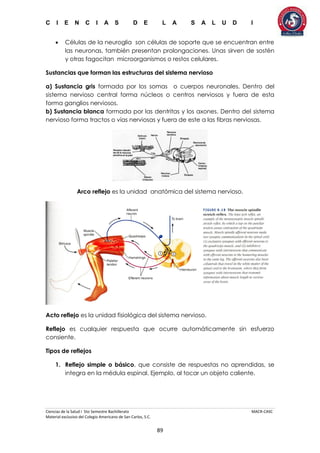 C I E N C I A S D E L A S A L U D I
Ciencias de la Salud I 5to Semestre Bachillerato MACR-CASC
Material exclusivo del Colegio Americano de San Carlos, S.C.
89
 Células de la neuroglia son células de soporte que se encuentran entre
las neuronas, también presentan prolongaciones. Unas sirven de sostén
y otras fagocitan microorganismos o restos celulares.
Sustancias que forman las estructuras del sistema nervioso
a) Sustancia gris formada por los somas o cuerpos neuronales. Dentro del
sistema nervioso central forma núcleos o centros nerviosos y fuera de esta
forma ganglios nerviosos.
b) Sustancia blanca formada por las dentritas y los axones. Dentro del sistema
nervioso forma tractos o vías nerviosas y fuera de este a las fibras nerviosas.
Arco reflejo es la unidad anatómica del sistema nervioso.
Acto reflejo es la unidad fisiológica del sistema nervioso.
Reflejo es cualquier respuesta que ocurre automáticamente sin esfuerzo
consiente.
Tipos de reflejos
1. Reflejo simple o básico, que consiste de respuestas no aprendidas, se
integra en la médula espinal. Ejemplo, al tocar un objeto caliente.
 