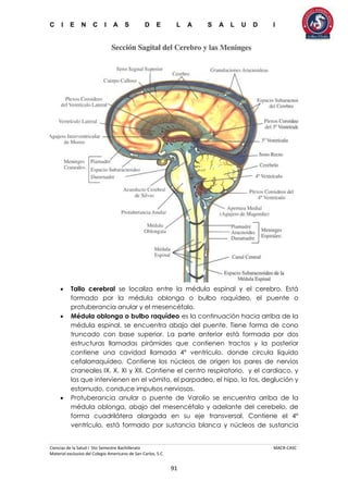 C I E N C I A S D E L A S A L U D I
Ciencias de la Salud I 5to Semestre Bachillerato MACR-CASC
Material exclusivo del Colegio Americano de San Carlos, S.C.
91
 Tallo cerebral se localiza entre la médula espinal y el cerebro. Está
formado por la médula oblonga o bulbo raquídeo, el puente o
protuberancia anular y el mesencéfalo.
 Médula oblonga o bulbo raquídeo es la continuación hacia arriba de la
médula espinal, se encuentra abajo del puente. Tiene forma de cono
truncado con base superior. La parte anterior está formada por dos
estructuras llamadas pirámides que contienen tractos y la posterior
contiene una cavidad llamada 4° ventrículo, donde circula líquido
cefalorraquídeo. Contiene los núcleos de origen los pares de nervios
craneales IX, X, XI y XII. Contiene el centro respiratorio, y el cardiaco, y
los que intervienen en el vómito, el parpadeo, el hipo, la tos, deglución y
estornudo, conduce impulsos nerviosos.
 Protuberancia anular o puente de Varolio se encuentra arriba de la
médula oblonga, abajo del mesencéfalo y adelante del cerebelo, de
forma cuadrilátera alargada en su eje transversal. Contiene el 4°
ventrículo, está formado por sustancia blanca y núcleos de sustancia
 