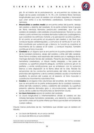 C I E N C I A S D E L A S A L U D I
Ciencias de la Salud I 5to Semestre Bachillerato MACR-CASC
Material exclusivo del Colegio Americano de San Carlos, S.C.
92
gris. En el interior de la protuberancia se encuentran los núcleos de
origen de los pares craneales V, VI, VII, y IX. Contiene fibras nerviosas
longitudinales que unen al cerebro con el bulbo raquídeo y transversal
que unen entre sí a los hemisferios cerebelosos. Conduce impulsos
nerviosos.
 Mesencéfalo o cerebro medio se encuentra arriba del puente, debajo
del cerebro y delante del cerebelo. En la parte anterior tiene 2 grupos
de fibras nerviosas llamados pedúnculos cerebrales, que van del
cerebro al cerebelo y del cerebelo a la protuberancia. Tiene en su cara
interior cuatro eminencias ovoideas llamadas tubérculos cuadragésimos
que coordinan los estímulos motores y la percepción acústico-auditiva.
En el centro se encuentra el acueducto del cerebro o de Silvio que
conduce líquido cefalorraquídeo, y comunica al ventrículo IV con el III.
Está constituido por sustancia gris y blanca. Su función es coordinar el
movimiento de la cabeza al oír ruidos y conducir impulsos. También
contribuye al tono muscular.
 Cerebelo es un órgano que se encuentra en la parte posterior e inferior
de la cavidad craneana, abajo del cerebro y atrás del tallo cerebral.
Tiene forma ovoidea, está separado del cerebro por un repliegue de las
meninges llamado tienda del cerebelo. Presenta dos lóbulos laterales o
hemisferios cerebelosos, un lóbulo medio alargado, y tres pares de
cordones, su superficie presenta pliegues, contiene sustancia gris en la
periferia, y emite ramificaciones que se entrelazan con la sustancia
blanca a esta disposición se le llama árbol de la vida. Recibe las
sensaciones de los conductos semicirculares del oído, las estructuras
profundas del organismo y de la corteza cerebral, ayuda a mantener el
equilibrio, la postura del cuerpo en el espacio, el tono muscular y
coordina los movimientos voluntarios finos.
 Cerebro es el órgano más voluminoso del encéfalo, de forma ovoidea
que se encuentra en la parte anterosuperior de la cavidad craneana,
arriba del tallo cerebral y arriba y adelante del cerebelo. Su superficie
presenta salientes llamadas giros o circunvoluciones, separados por
surcos, de los cuales los más profundos se denominan cisuras.
 La cisura transversa separa al cerebro del cerebelo.
 La cisura longitudinal o interhemiesférica divide al cerebro en dos
mitades llamadas hemisferios cerebrales, uno derecho y otro izquierdo,
que están unidos en la parte inferior por fibras que reciben el nombre de
cuerpo calloso.
Cisuras menos profundas de los hemisferios que dividen que al cerebro en
lóbulos.
 La cisura de Rolando es un surco central.
 La cisura de Silvio es un surco lateral.
 