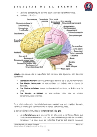 C I E N C I A S D E L A S A L U D I
Ciencias de la Salud I 5to Semestre Bachillerato MACR-CASC
Material exclusivo del Colegio Americano de San Carlos, S.C.
93
 La cisura perpendicular externa es un surco occipital transverso.
 La cisura calcarina.
Lóbulos son zonas de la superficie del cerebro. Los siguientes son los más
aparentes:
 Dos lóbulos frontales se encuentran por delante de la cisura de Rolando.
 Dos lóbulos temporales se encuentran por debajo de la cisura de
Rolando.
 Dos lóbulos parietales se encuentran entre las cisuras de Rolando y de
Silvio.
 Dos lóbulos occipitales se encuentran atrás de las cisuras
perpendiculares externas.
En el interior de cada hemisferio hay una cavidad hay una cavidad llamada
ventrículo lateral, por donde circula el líquido cefalorraquídeo.
El cerebro está constituido por sustancia blanca y gris.
 La sustancia blanca se encuentra en el centro y contienen fibras que
comunican un hemisferio con otro, a las diferentes partes de un mismo
hemisferio y a estos con los restantes órganos del sistema nerviosos
 
