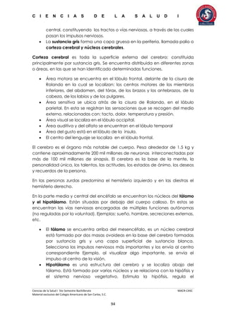 C I E N C I A S D E L A S A L U D I
Ciencias de la Salud I 5to Semestre Bachillerato MACR-CASC
Material exclusivo del Colegio Americano de San Carlos, S.C.
94
central, constituyendo los tractos o vías nerviosas, a través de los cuales
pasan los impulsos nerviosos.
 La sustancia gris forma una capa gruesa en la periferia, llamada palio o
corteza cerebral y núcleos cerebrales.
Corteza cerebral es toda la superficie externa del cerebro; constituida
principalmente por sustancia gris. Se encuentra distribuida en diferentes zonas
o áreas, en las que se han identificado determinadas funciones.
 Área motora se encuentra en el lóbulo frontal, delante de la cisura de
Rolando en la cual se localizan: los centros motores de los miembros
inferiores, del abdomen, del tórax, de los brazos y los antebrazos, de la
cabeza, de los labios y de los pulgares.
 Área sensitiva se ubica atrás de la cisura de Rolando, en el lóbulo
parietal. En esta se registran las sensaciones que se recogen del medio
externo, relacionadas con: tacto, dolor, temperatura y presión.
 Área visual se localiza en el lóbulo occipital.
 Área auditiva y del olfato se encuentran en el lóbulo temporal
 Área del gusto está en el lóbulo de la ínsula.
 El centro del lenguaje se localiza en el lóbulo frontal.
El cerebro es el órgano más notable del cuerpo. Pesa alrededor de 1.5 kg y
contiene aproximadamente 200 mil millones de neuronas interconectadas por
más de 100 mil millones de sinapsis. El cerebro es la base de la mente, la
personalidad única, los talentos, las actitudes, los estados de ánimo, los deseos
y recuerdos de la persona.
En las personas zurdas predomina el hemisferio izquierdo y en las diestras el
hemisferio derecho.
En la parte media y central del encéfalo se encuentran los núcleos del tálamo
y el hipotálamo. Están situadas por debajo del cuerpo calloso. En estos se
encuentran las vías nerviosas encargadas de múltiples funciones autónomas
(no reguladas por la voluntad). Ejemplos: sueño, hambre, secreciones externas,
etc.
 El tálamo se encuentra arriba del mesencéfalo, es un núcleo cerebral
está formado por dos masas ovoideas en la base del cerebro formadas
por sustancia gris y una capa superficial de sustancia blanca.
Selecciona los impulsos nerviosos más importantes y los envía al centro
correspondiente Ejemplo, al visualizar algo importante, se envía el
impulso al centro de la visión.
 Hipotálamo es una estructura del cerebro y se localiza abajo del
tálamo. Está formado por varios núcleos y se relaciona con la hipófisis y
el sistema nervioso vegetativo. Estimula la hipófisis, regula el
 