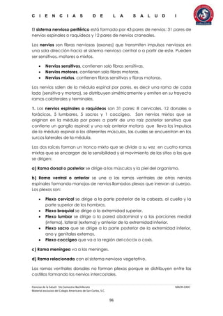 C I E N C I A S D E L A S A L U D I
Ciencias de la Salud I 5to Semestre Bachillerato MACR-CASC
Material exclusivo del Colegio Americano de San Carlos, S.C.
96
El sistema nervioso periférico está formado por 43 pares de nervios: 31 pares de
nervios espinales o raquídeos y 12 pares de nervios craneales.
Los nervios son fibras nerviosas (axones) que transmiten impulsos nerviosos en
una sola dirección hacia el sistema nervioso central o a partir de este. Pueden
ser sensitivos, motores o mixtos.
 Nervios sensitivos, contienen solo fibras sensitivas.
 Nervios motores, contienen solo fibras motoras.
 Nervios mixtos, contienen fibras sensitivas y fibras motoras.
Los nervios salen de la médula espinal por pares, es decir una rama de cada
lado (sensitiva y motora), se distribuyen simétricamente y emiten en su trayecto
ramas colaterales y terminales.
1. Los nervios espinales o raquídeos son 31 pares: 8 cervicales, 12 dorsales o
torácicos, 5 lumbares, 5 sacros y 1 coccígeo. Son nervios mixtos que se
originan en la médula por pares a partir de una raíz posterior sensitiva que
contiene un ganglio espinal; y una raíz anterior motora que lleva los impulsos
de la médula espinal a los diferentes músculos, las cuales se encuentran en los
surcos laterales de la médula.
Las dos raíces forman un tronco mixto que se divide a su vez en cuatro ramas
mixtas que se encargan de la sensibilidad y el movimiento de los sitios a los que
se dirigen:
a) Rama dorsal o posterior se dirige a los músculos y la piel del organismo.
b) Rama ventral o anterior se une a las ramas ventrales de otros nervios
espinales formando manojos de nervios llamados plexos que inervan al cuerpo.
Los plexos son:
 Plexo cervical se dirige a la parte posterior de la cabeza, al cuello y la
parte superior de los hombros.
 Plexo braquial se dirige a la extremidad superior.
 Plexo lumbar se dirige a la pared abdominal y a las porciones medial
(interna), lateral (externa) y anterior de la extremidad inferior.
 Plexo sacro que se dirige a la parte posterior de la extremidad inferior,
ano y genitales externos.
 Plexo coccígeo que va a la región del cóccix o coxis.
c) Rama meníngea va a las meninges.
d) Rama relacionada con el sistema nervioso vegetativo.
Las ramas ventrales dorsales no forman plexos porque se distribuyen entre las
costillas formando los nervios intercostales.
 