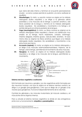 C I E N C I A S D E L A S A L U D I
Ciencias de la Salud I 5to Semestre Bachillerato MACR-CASC
Material exclusivo del Colegio Americano de San Carlos, S.C.
98
que viene del oído interno y terminan en el puente (protuberancia
anular). La rama coclear permite la audición y la rama vestibular el
equilibrio.
IX. Glosofaríngeo. Es mixto, su porción motora se origina en la médula
oblongada (bulbo raquídeo) y se dirige a la glándula salival
parotídea y a los músculos de la faringe; su porción sensitiva y del
tercio posterior de la lengua y termina en la médula oblongada
(bulbo raquídeo). Da sensibilidad y movimiento a la faringe y el
sentido del gusto en el tercio posterior de la lengua.
X. Vago (neumogástrico). Es mixto; sus fibras motoras se originan en la
médula oblongada bulbo raquídeo) y tienen una distribución muy
amplia: en la faringe, tracto respiratorio, corazón, estómago,
intestino delgado, intestino grueso, vesícula biliar, etcétera. En esos
mismo sitios se originan las fibras sensitivas que llegan a la médula
oblongada (bulbo raquídeo). Da sensibilidad y movimientos a las
estructuras que inerva.
XI. Accesorio (espinal). Es motor; se origina en la médula oblongada y
se dirige a los músculos esternocleidomastoideos, trapecio, de la
faringe y de la laringe, permitiendo el movimiento de estos músculos.
XII. Hipogloso. Es motor, se origina en la médula oblongada (bulbo
raquídeo) y se dirige a los músculos de la lengua, permitiendo su
movimiento.
Sistema nervioso vegetativo o autónomo
Está formado por neuronas y ganglios. Las vías vegetativas están formadas por
dos neuronas motoras: una que se origina en el sistema nervioso central y se
dirige a un ganglio (pre-ganglionar) y otra que se dirige de un ganglio a las
vísceras (pos-ganglionar). Funciona independientemente de la voluntad.
Controla las glándulas y los músculos involuntarios (el músculo cardiaco y el
músculo liso de los órganos internos.
Para su estudio el sistema nervioso vegetativo se divide en dos antagónicos
entre sí en su funcionamiento: simpático y parasimpático.
 