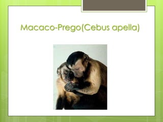 Macaco-Prego(Cebus apella)
 