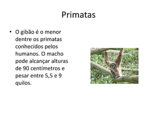 PrimatasO gibão é o menor dentre os primatas conhecidos pelos humanos. O macho pode alcançar alturas de 90 centímetros e pesar entre 5,5 e 9 quilos. 