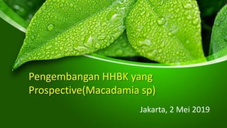 Pengembangan HHBK yang
Prospective(Macadamia sp)
Jakarta, 2 Mei 2019
 
