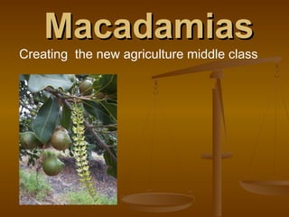 MacadamiasMacadamias
Creating the new agriculture middle class
 
