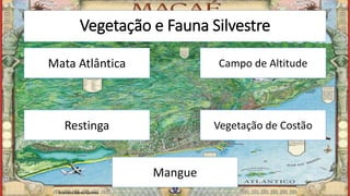 Vegetação e Fauna Silvestre
Mata Atlântica
Restinga
Campo de Altitude
Vegetação de Costão
Mangue
Marcelo Abreu Gomes
 