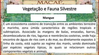 Vegetação e Fauna Silvestre
Mangue
É um ecossistema costeiro de transição entre os ambientes terrestre
e marinho, zona úmida característica de regiões tropicais e
subtropicais. Associado às margens de baías, enseadas, barras,
desembocaduras de rios, lagunas e reentrâncias costeiras, onde haja
encontro de águas de rios com a do mar, ou diretamente expostos à
linha da costa, está sujeito ao regime das marés, sendo dominado
por espécies vegetais típicas, às quais se relacionam outros
componentes vegetais e animais.Marcelo Abreu Gomes
 
