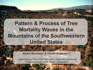 Pattern & Process of Tree
   Mortality Waves in the
Mountains of the Southwestern
        United States

          Alison Macalady1 & Harald Bugmann2,1
   1   Laboratory of Tree-Ring Research, University of Arizona
            2 Forest Ecology, ETH Zürich, Switzerland


                                                         Photo: Craig Allen
 