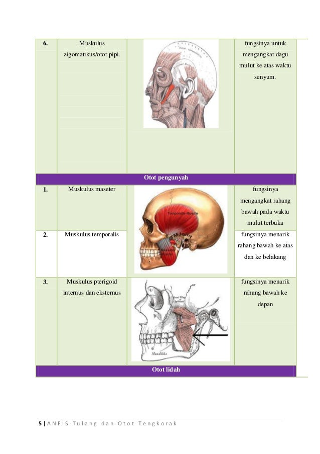 ANFIS Tulang dan Otot  Tengkorak