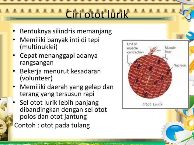 Macam macam otot | PPTX