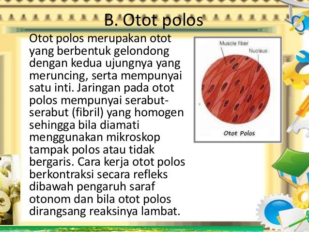 Macam macam otot Macam macam otot
