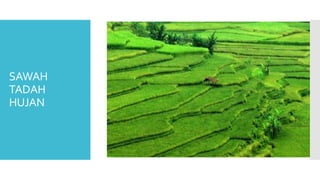 SAWAH
TADAH
HUJAN
 