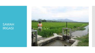 SAWAH
IRIGASI
 