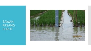 SAWAH
PASANG
SURUT
 