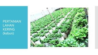 PERTANIAN
LAHAN
KERING
(kebun)
 