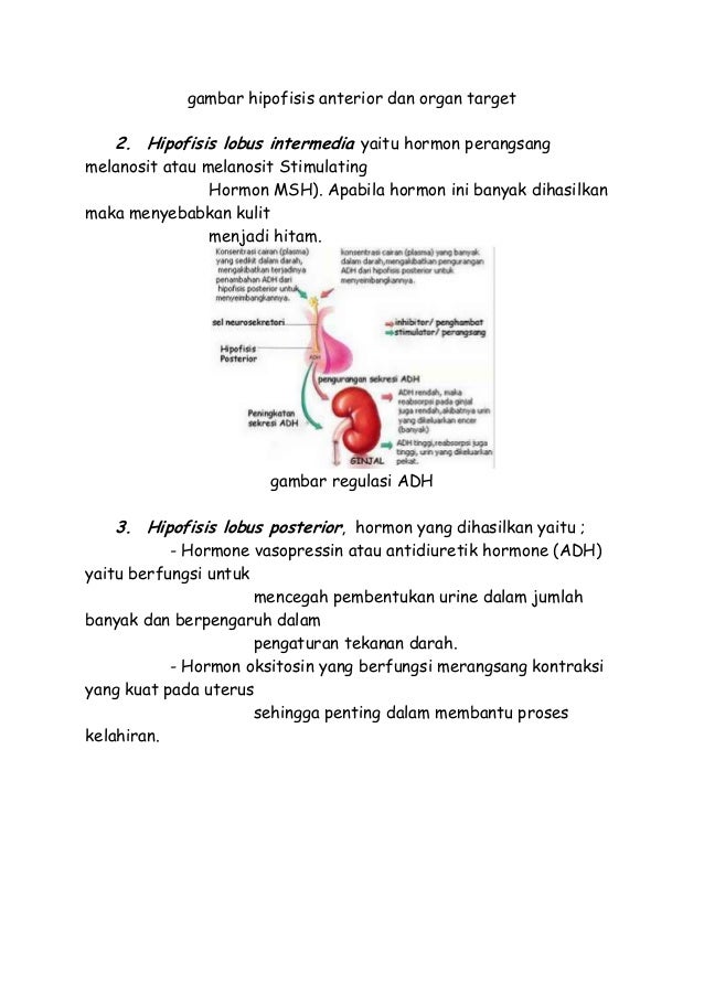 Macam hormon yang dihasilkan sistem endokrin