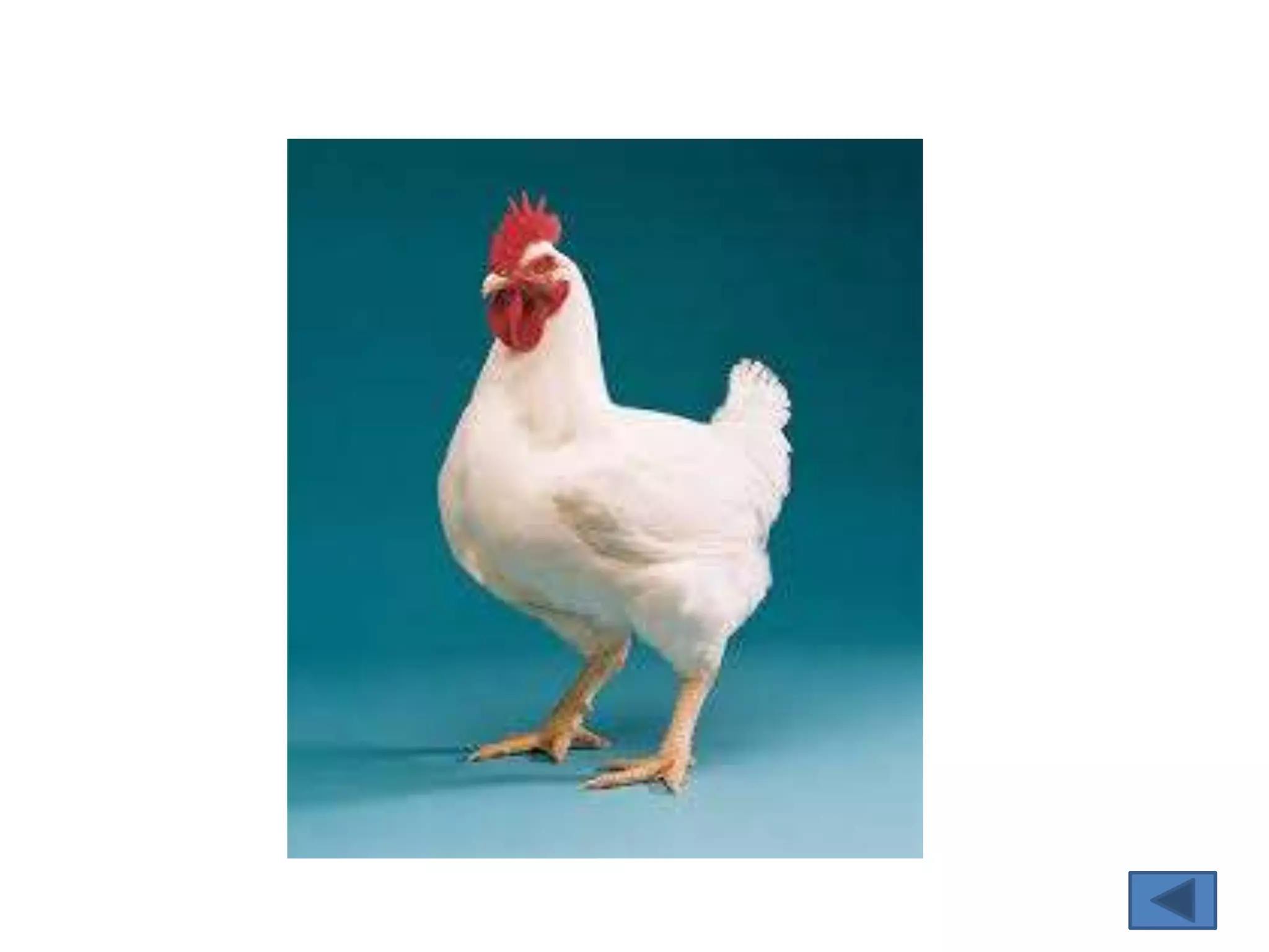 Macam – macam unggas 2