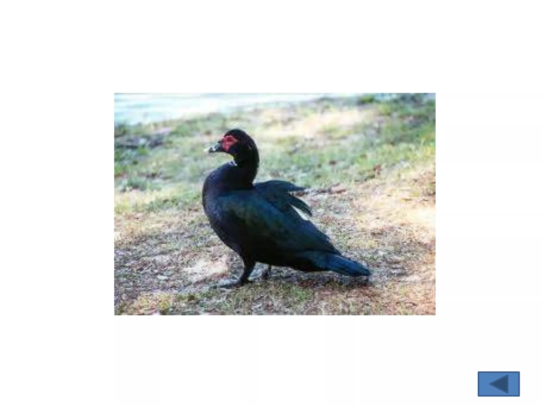 Macam – macam unggas 2