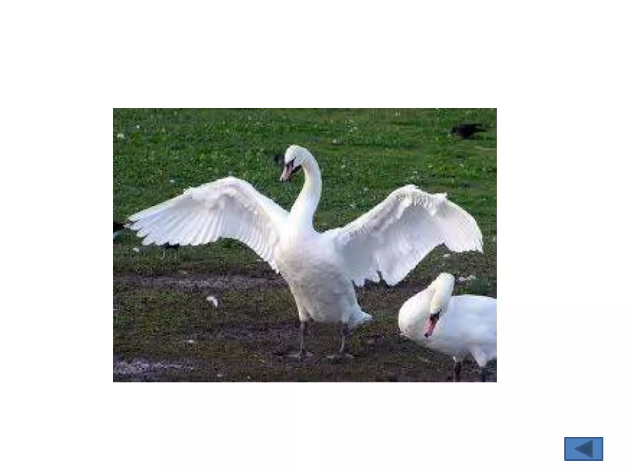 Macam – macam unggas 2