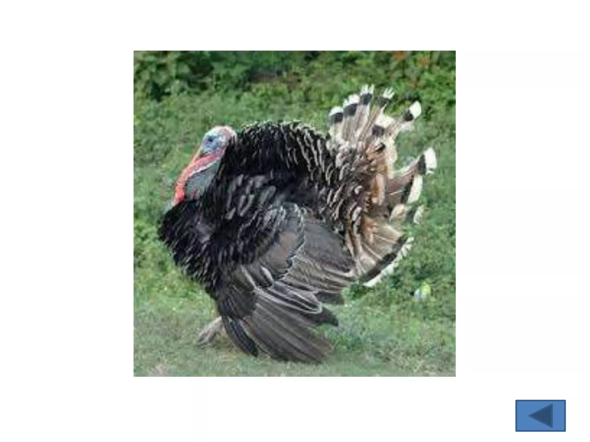 Macam – macam unggas 2