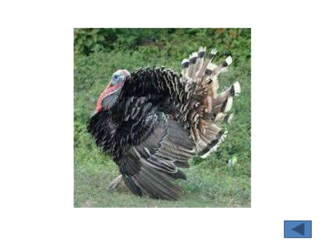 77 Gambar Macam2 Unggas HD