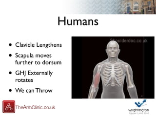 Humans
• Clavicle Lengthens
• Scapula moves
further to dorsum
• GHJ Externally
rotates
• We can Throw
 