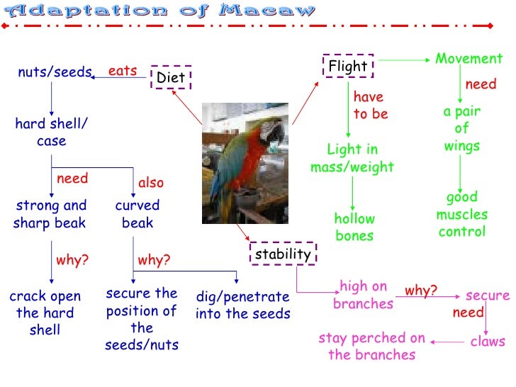 Macaw Adaptations How Do Macaws Survive? Bird Baron